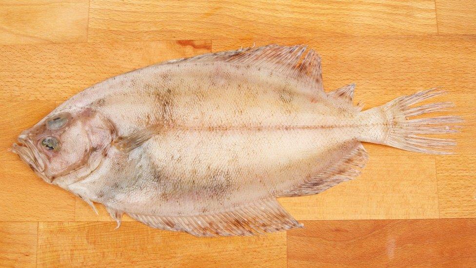 Raw megrim sole fish on a wooden chopping board