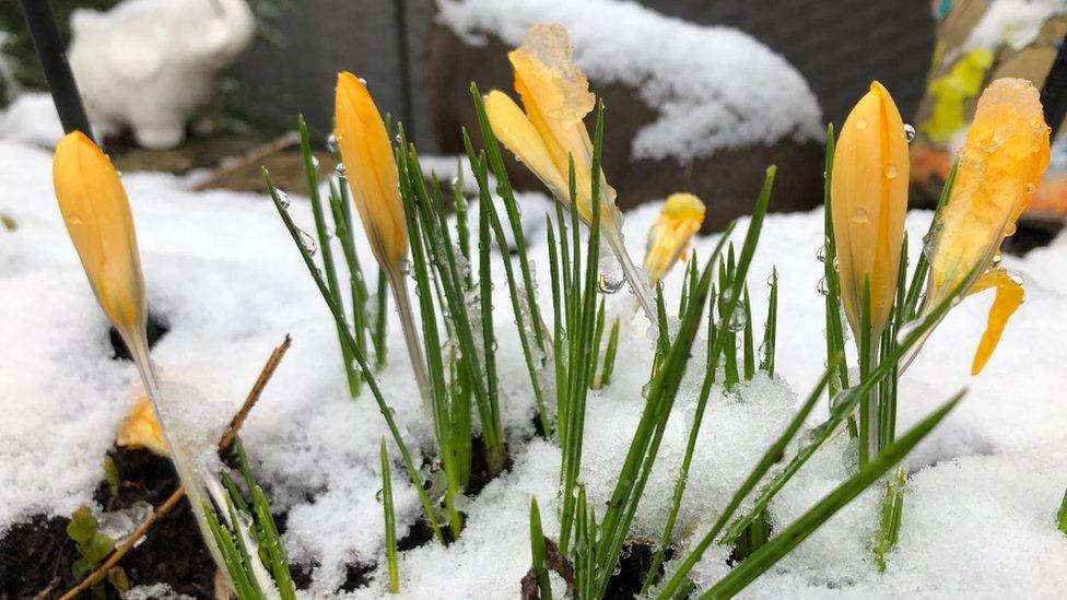 Flowers in the snow