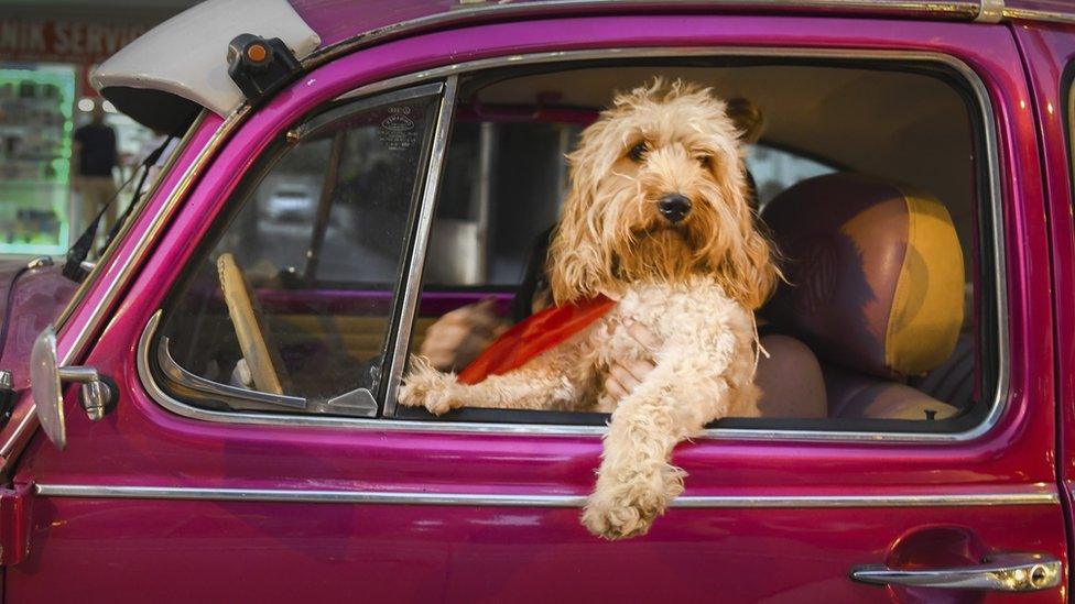 a dog appears to be sitting up looking out the front seat window of a car