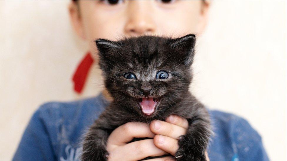 child holding black kitten