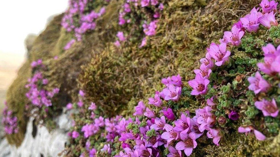 Purple saxifrage