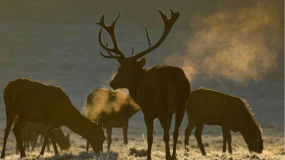 Deer on frosty morning in Richmond Park