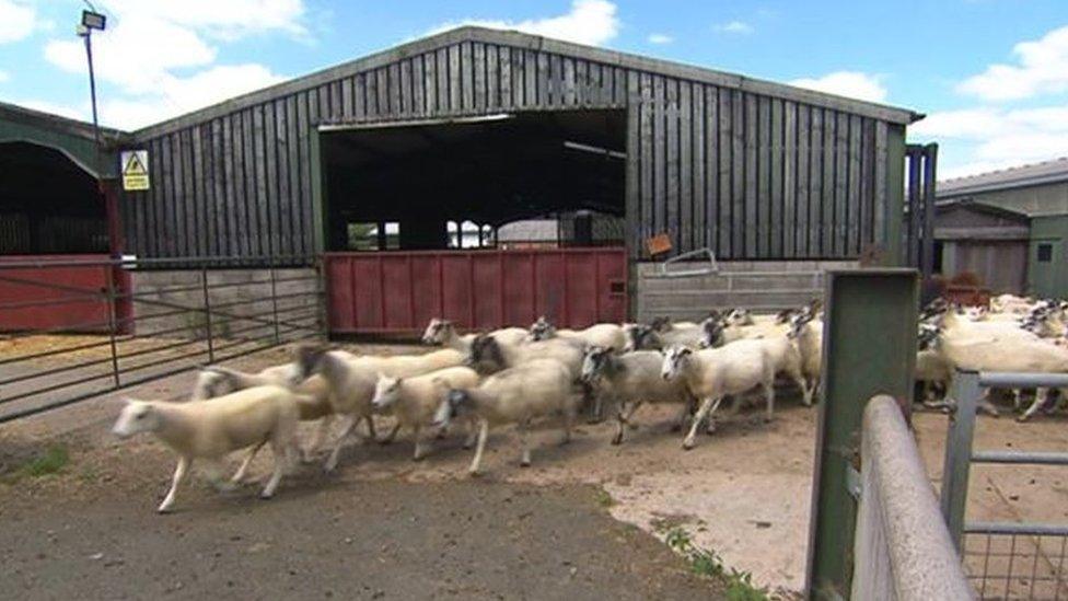 Farm lambs