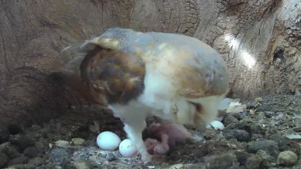 Barn Owls video feed