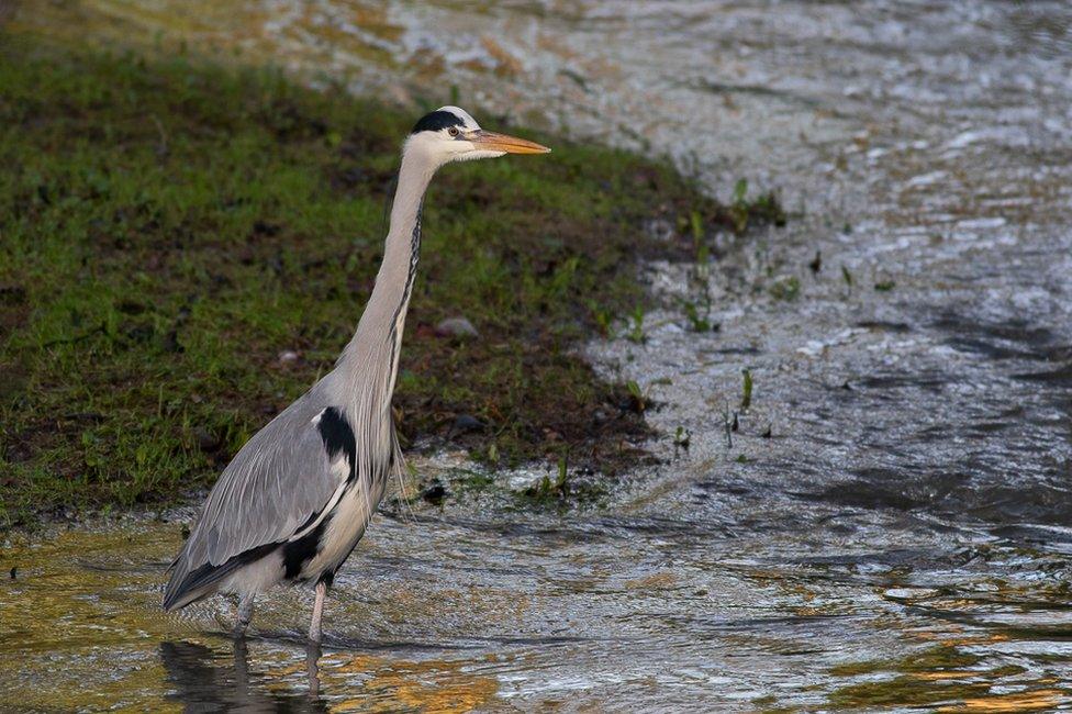 Heron at Belton