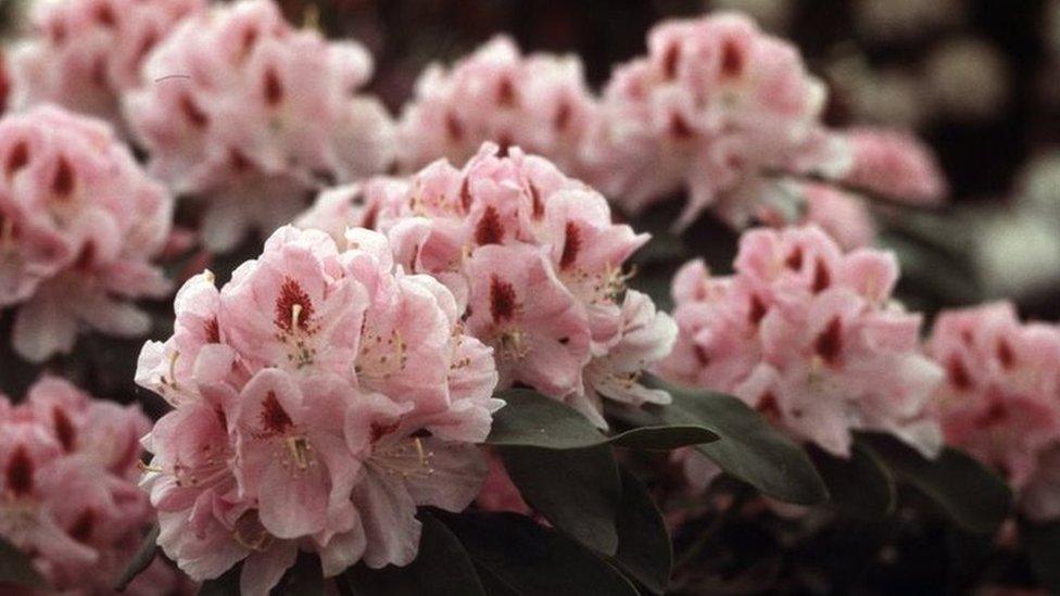 rhododendron