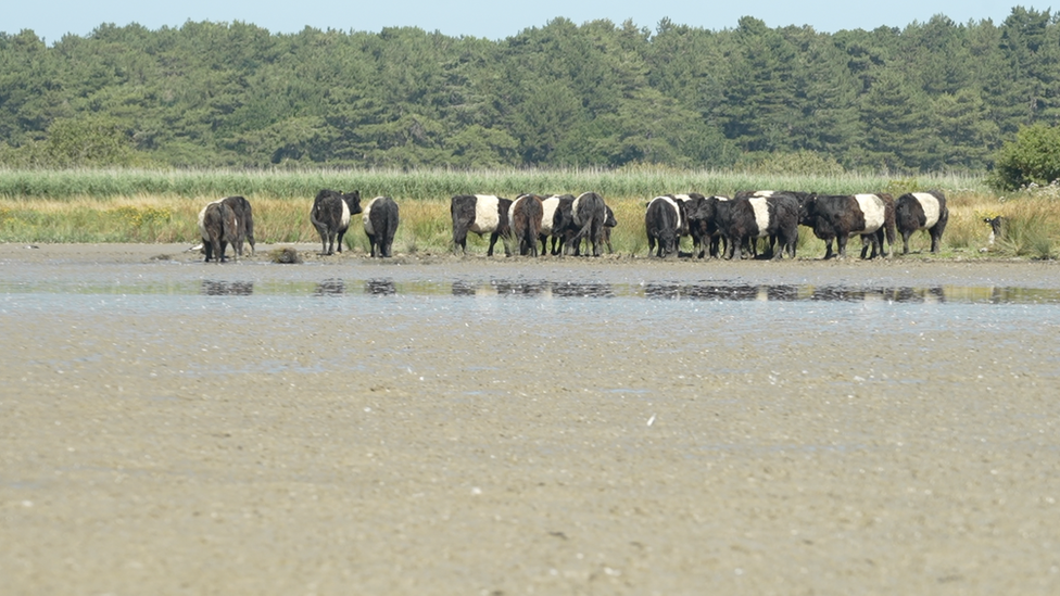 Cattle trying to stay cool on the Holkham Estate