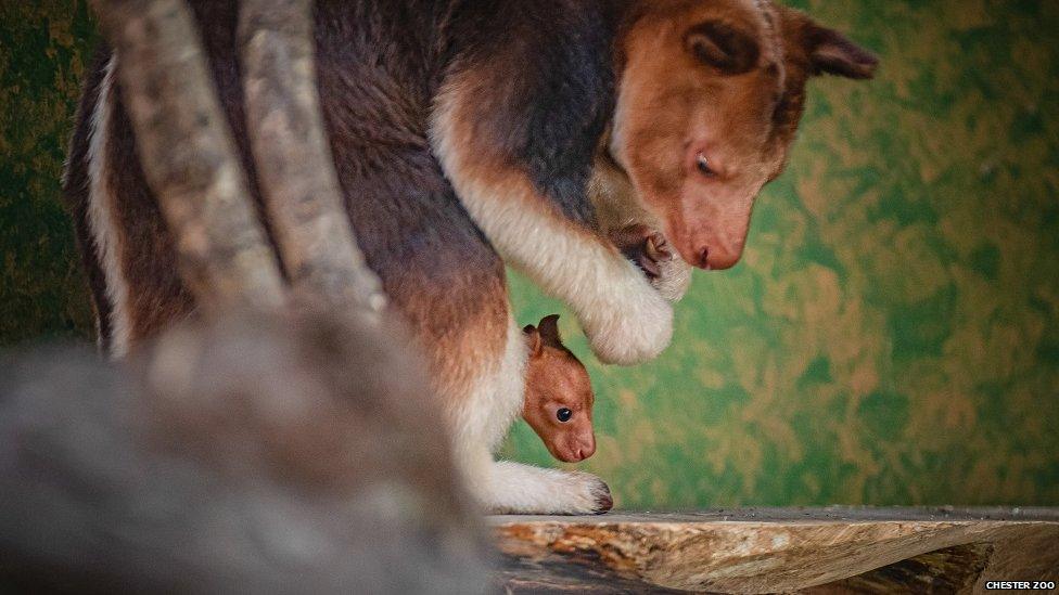 baby and mum goodfellows tree kangaroo