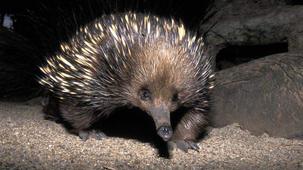 An echidna