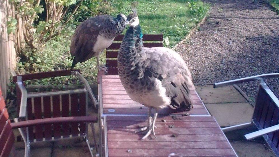 Two of the birds which Ushaw Moor residents say are causing a nuisance