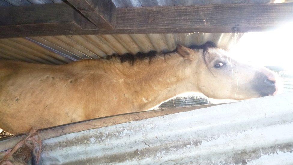 A pony trying to stand up in the barn