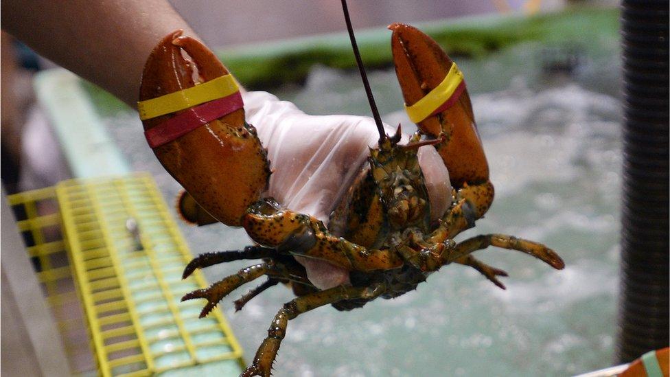 A lobster at Harbor Fish Market in Portland, Oregon on 5 March 2015