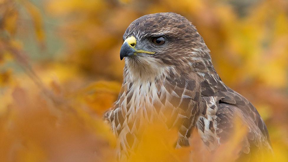 Buzzard