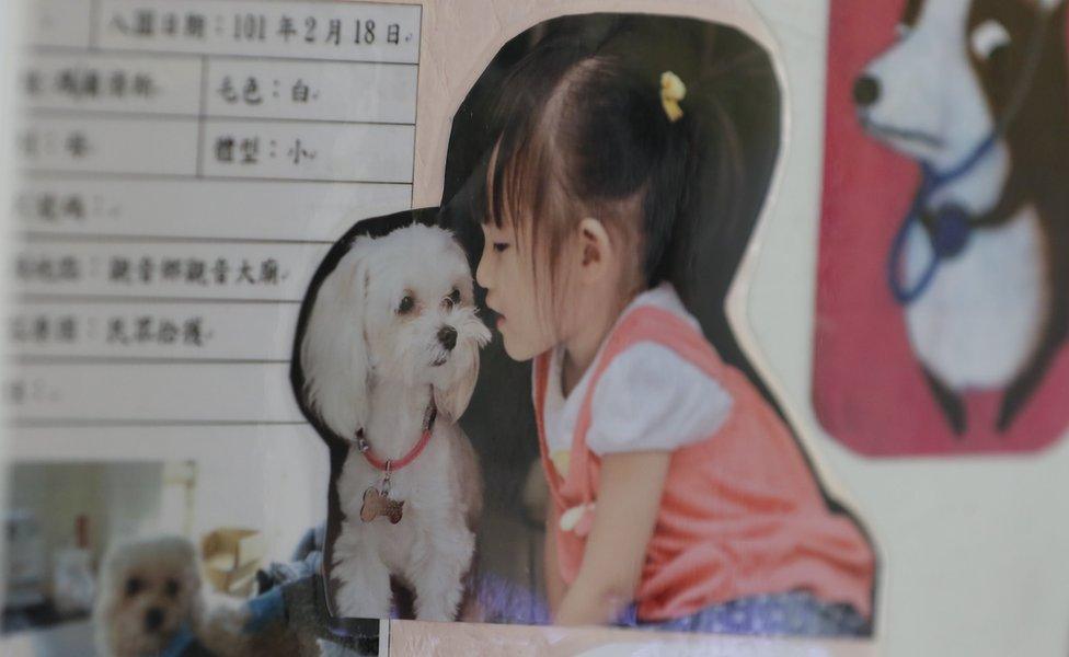 Collage featuring a child sat next to a small dog, on the wall of the animal shelter