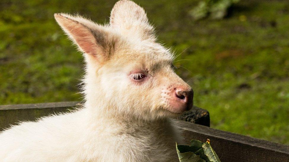 White wallaby - generic image