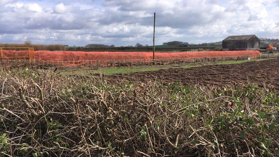 Hedges in Shelford Road, Radcliffe-on-Trent, Nottinghamshire