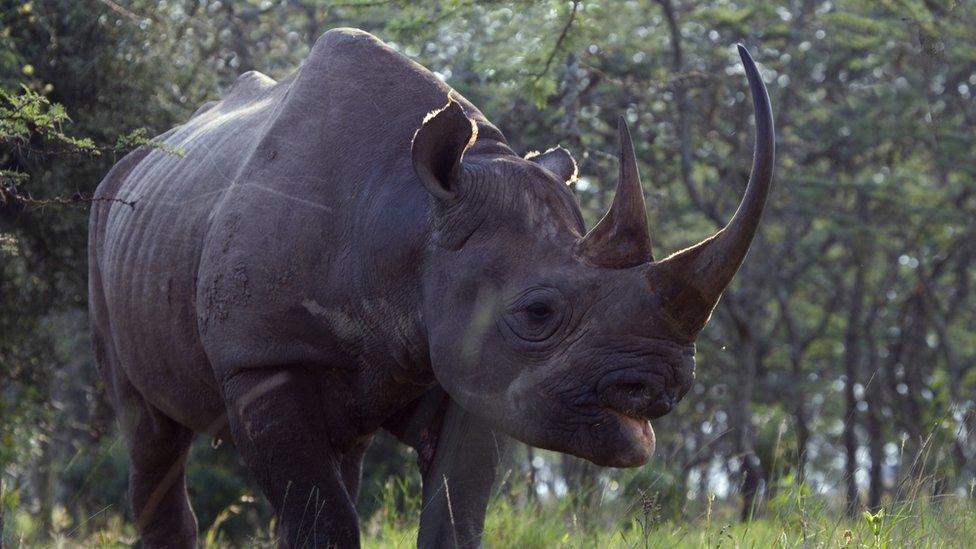 Black rhinocerus