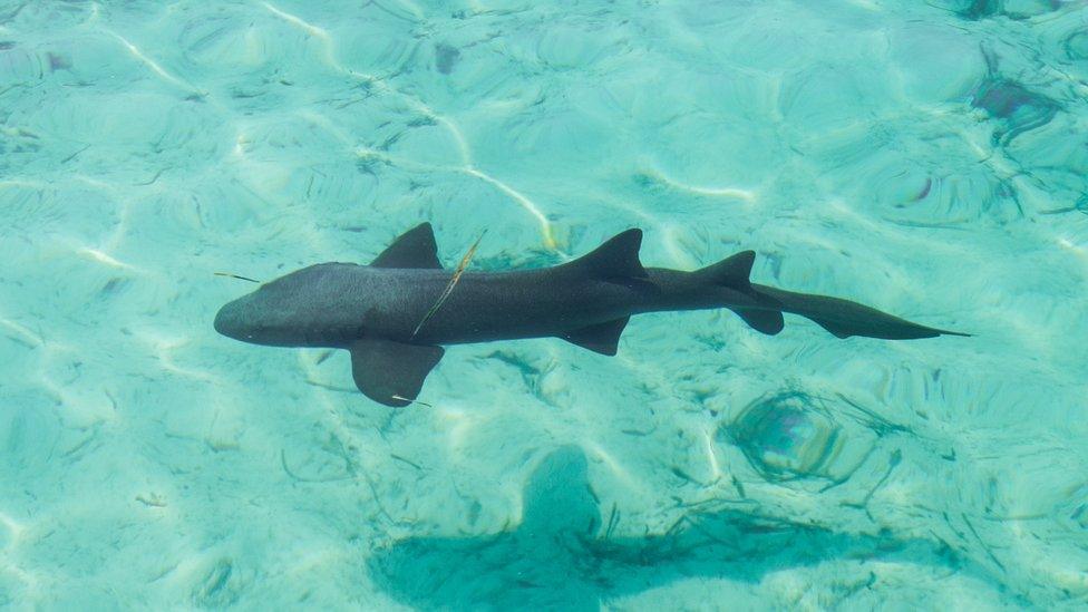 Great nurse shark