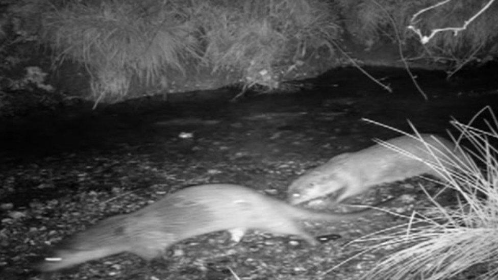 Two otters running down a stream at night