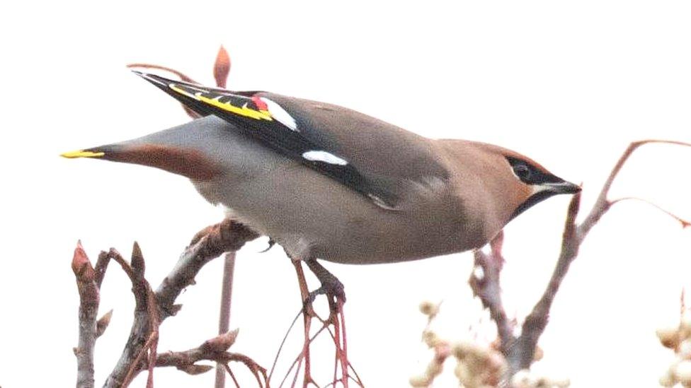 Waxwing