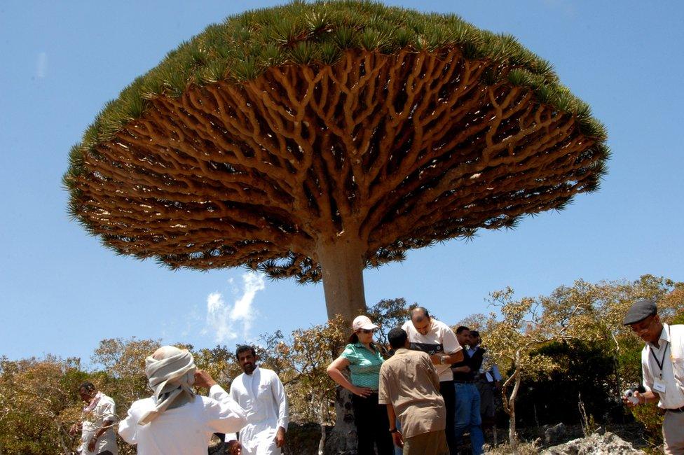 Tourists stand beside a dragon's blood tree on Socotra island (27 March 2008)