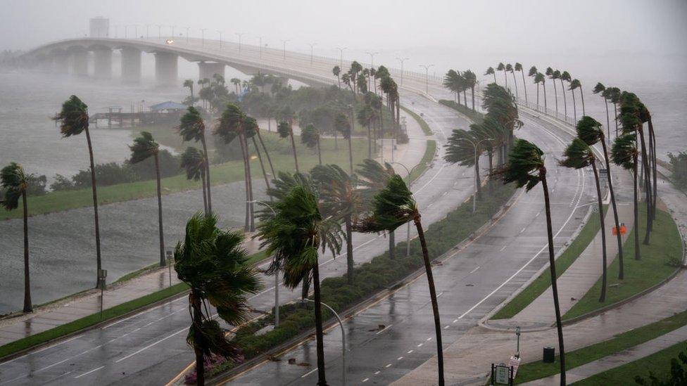 Tall palm trees sway in the strong winds along a highway.