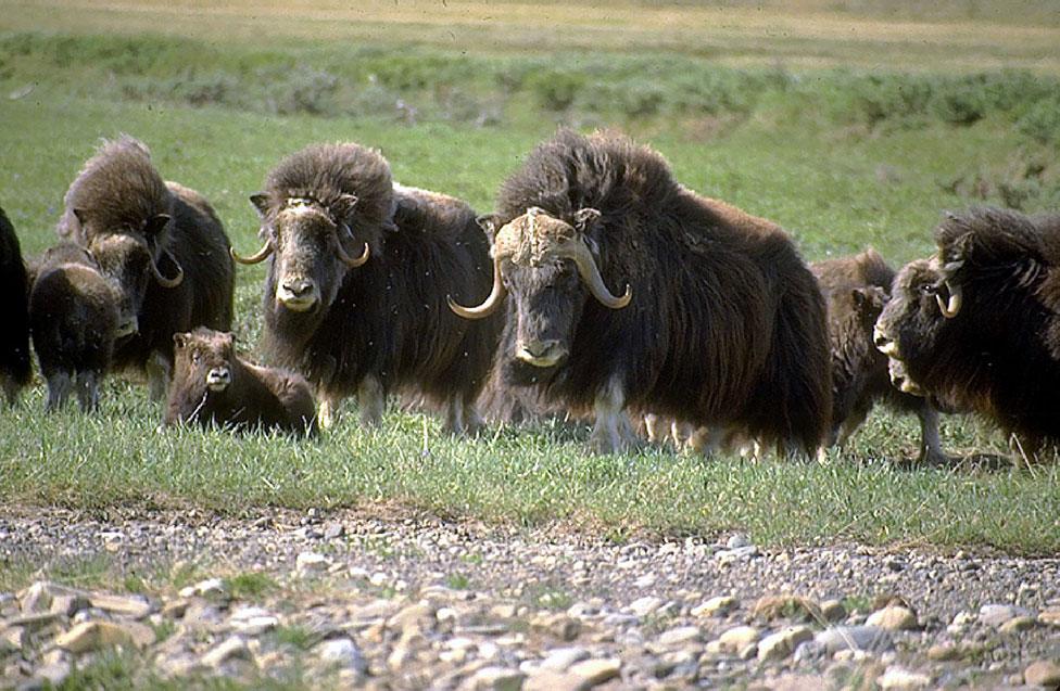 Muskoxen