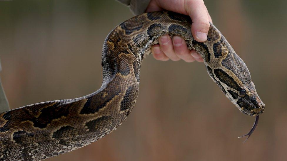 A Burmese python