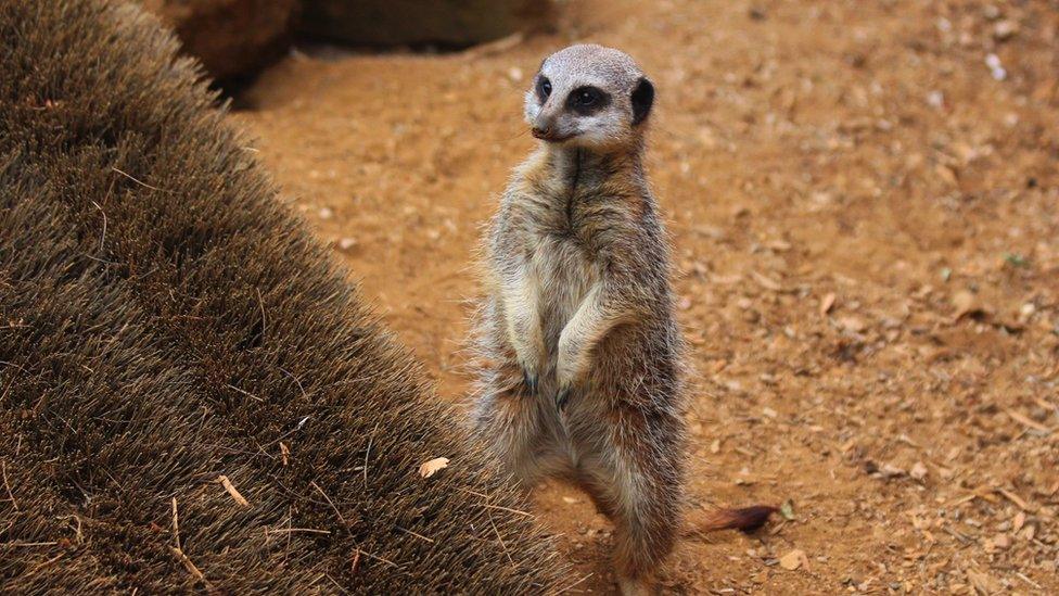 A meerkat