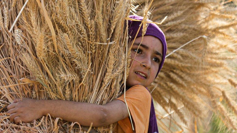 An Egyptian girl takes part in wheat harvest in Bamha village near al-Ayyat town in Giza province, some 60Km south of the capital on May 17, 2022.