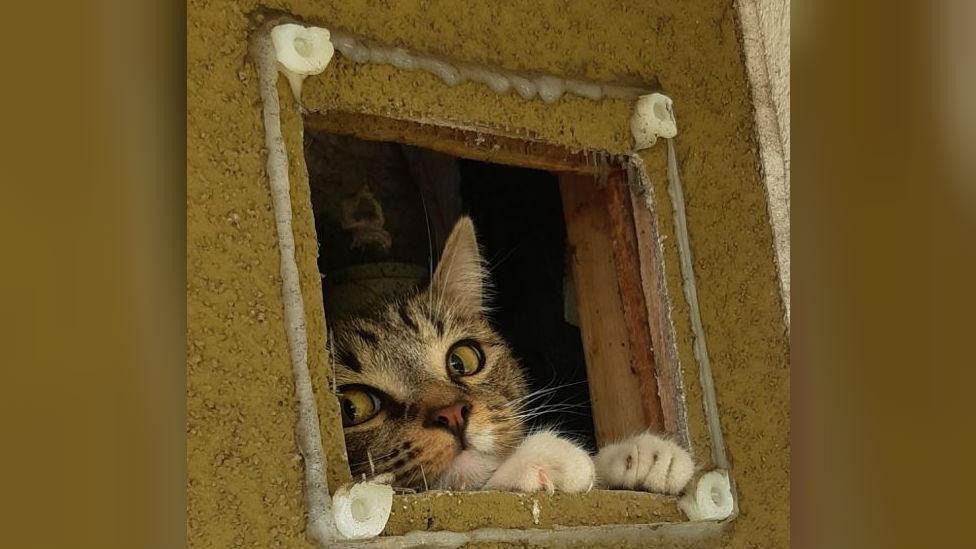 Cat stuck in a wall