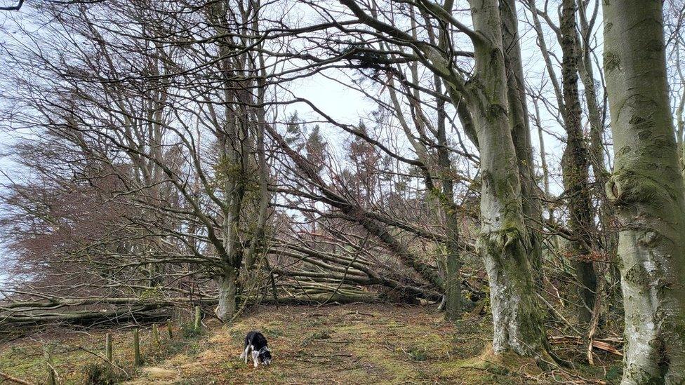 Sarah's dog Brock next to a fallen down tree