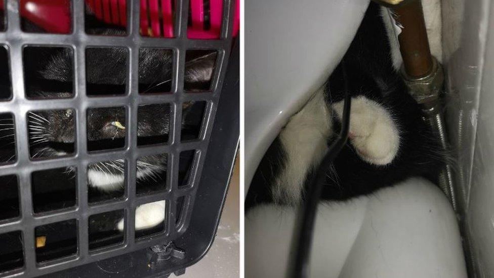 Cat in a basket after being trapped behind a toilet