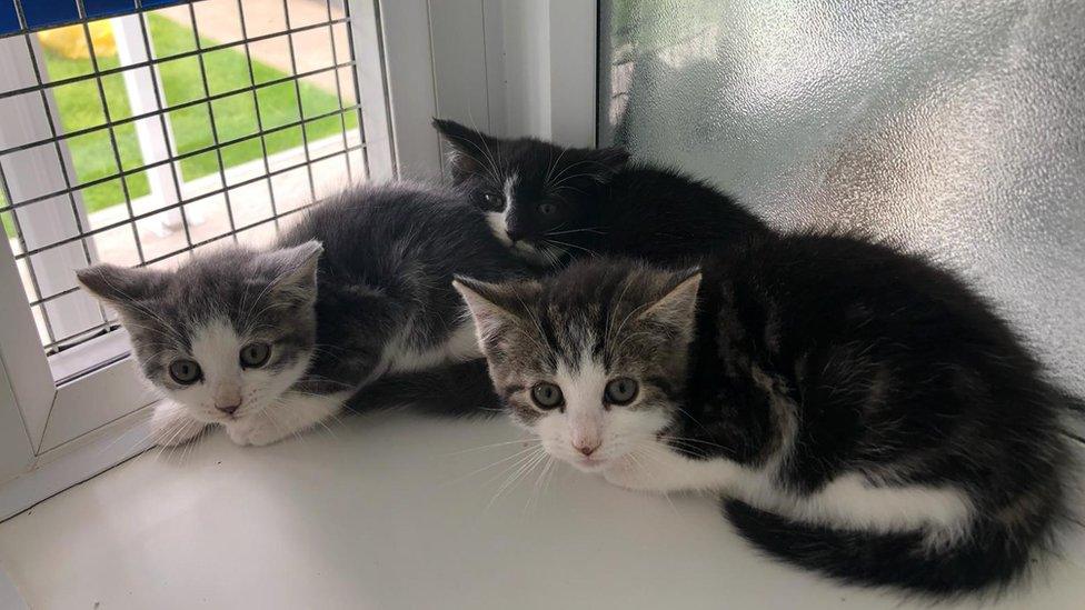 Kittens in the cattery