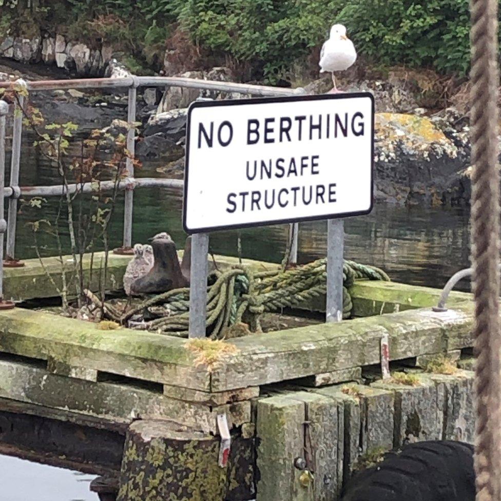 Nesting gull