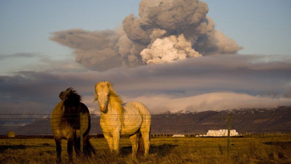 Icelandic horses in front of a volcano