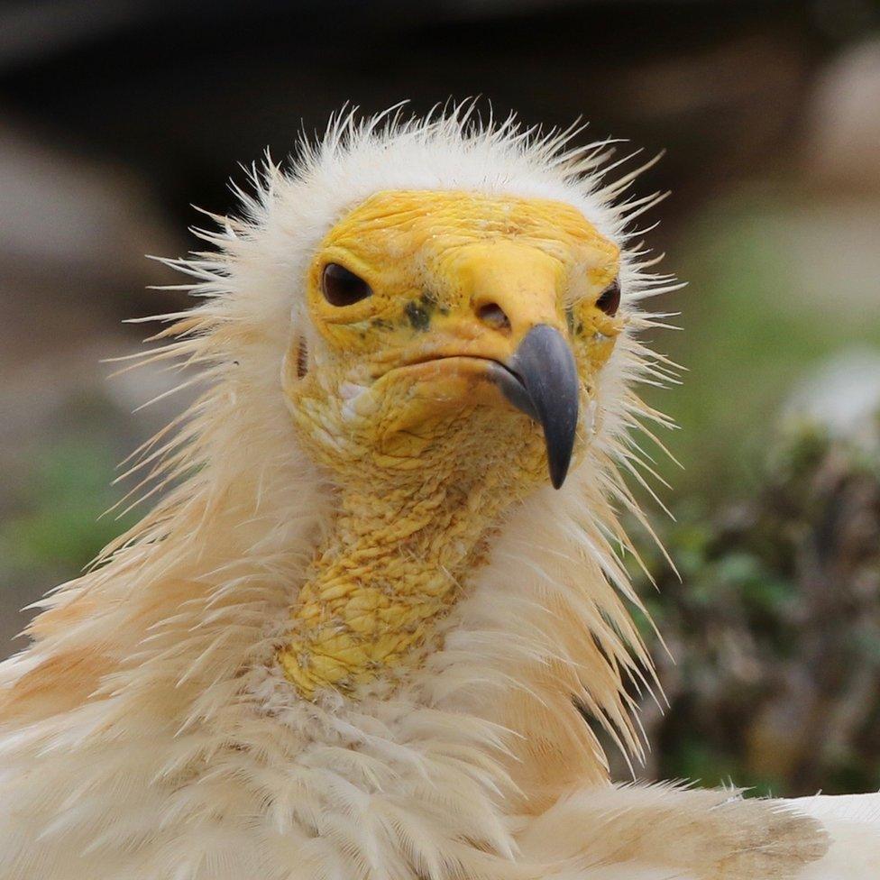 Egyptian Vulture, Neophron Percnopteru