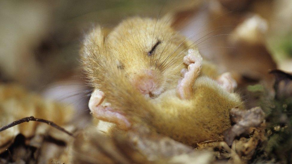 Dormouse