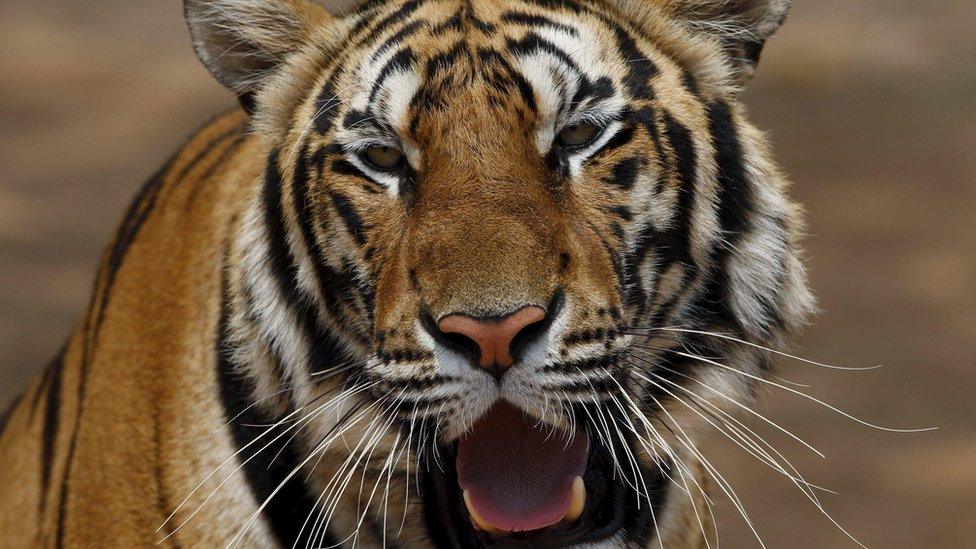 Tiger at the Tiger Temple in Thailand (file photo)