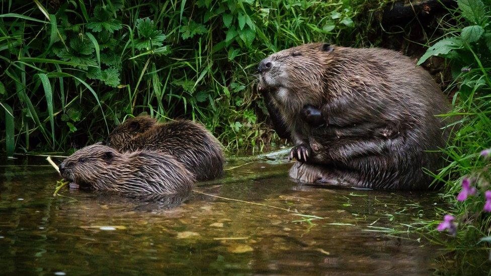 An adult beaver and two kits on a river bank