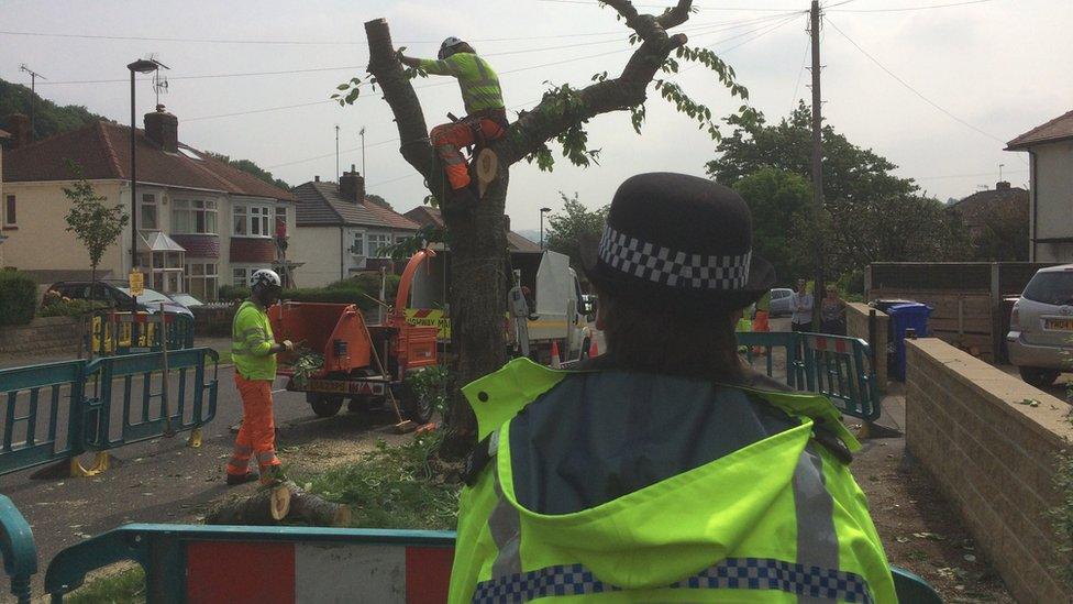 Workers chopping trees in Sheffield