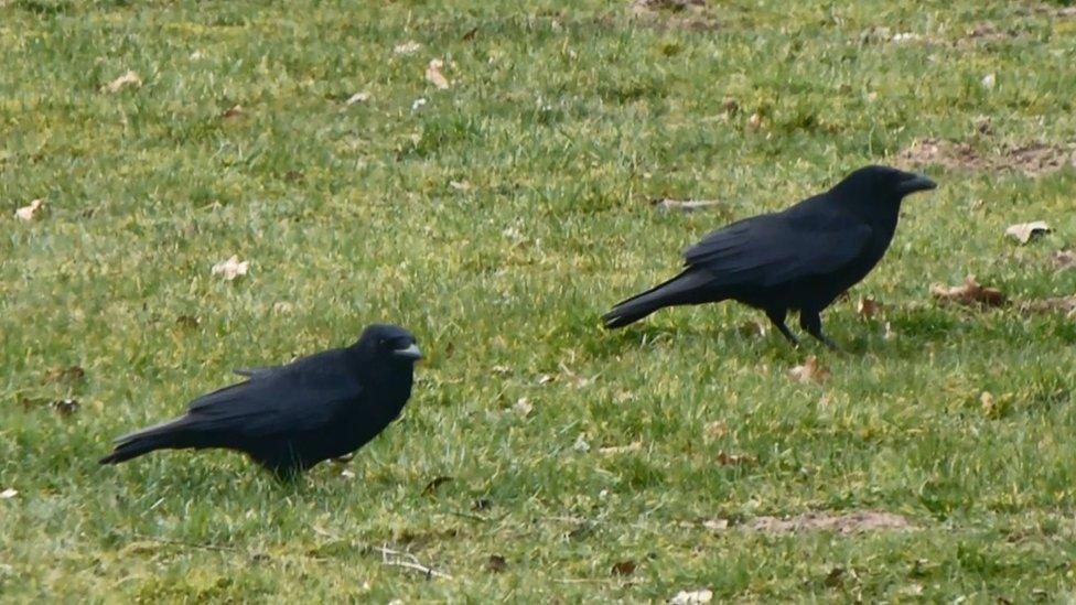 Crows