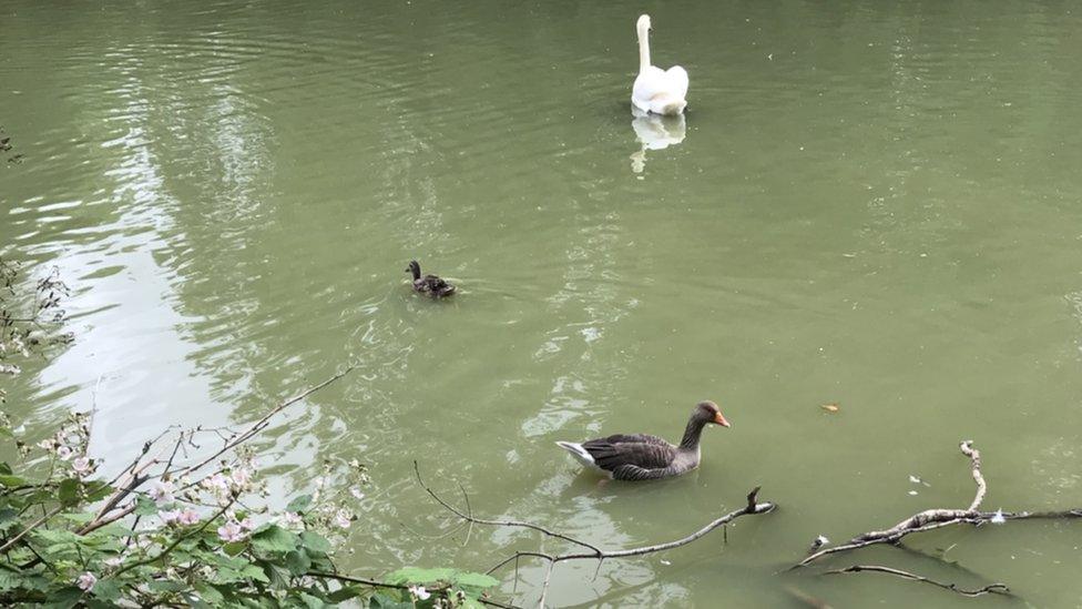 A pond in Northampton