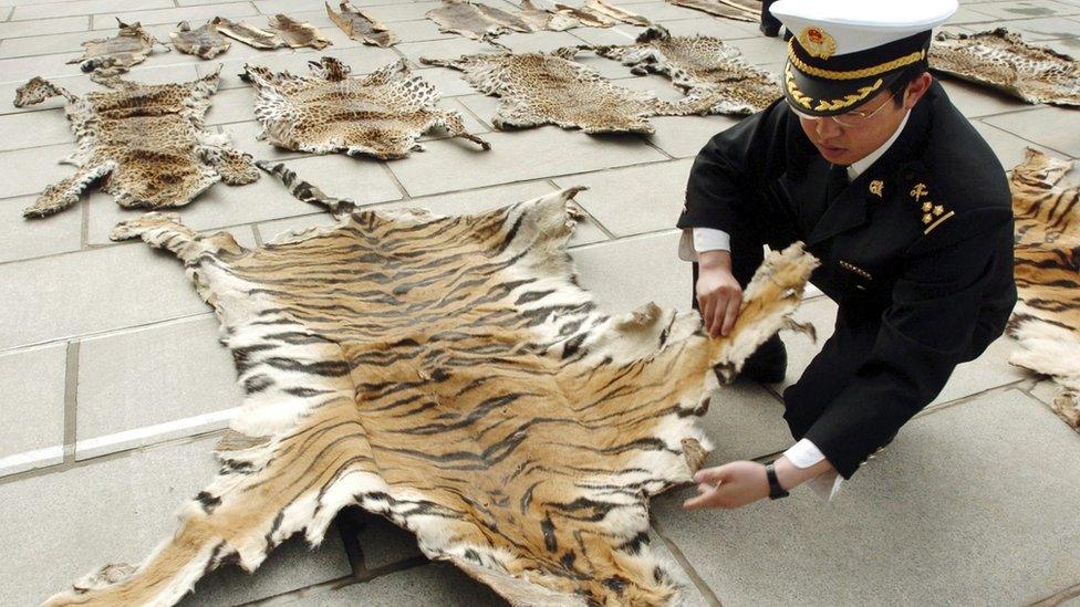 Officer with tiger skin