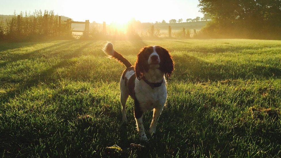 Springer spaniel Bailey