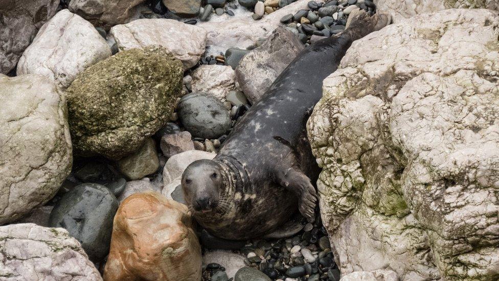 Seal on Angle beach