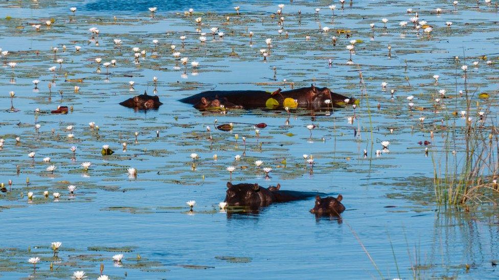 Hippos in the Okavango Delta