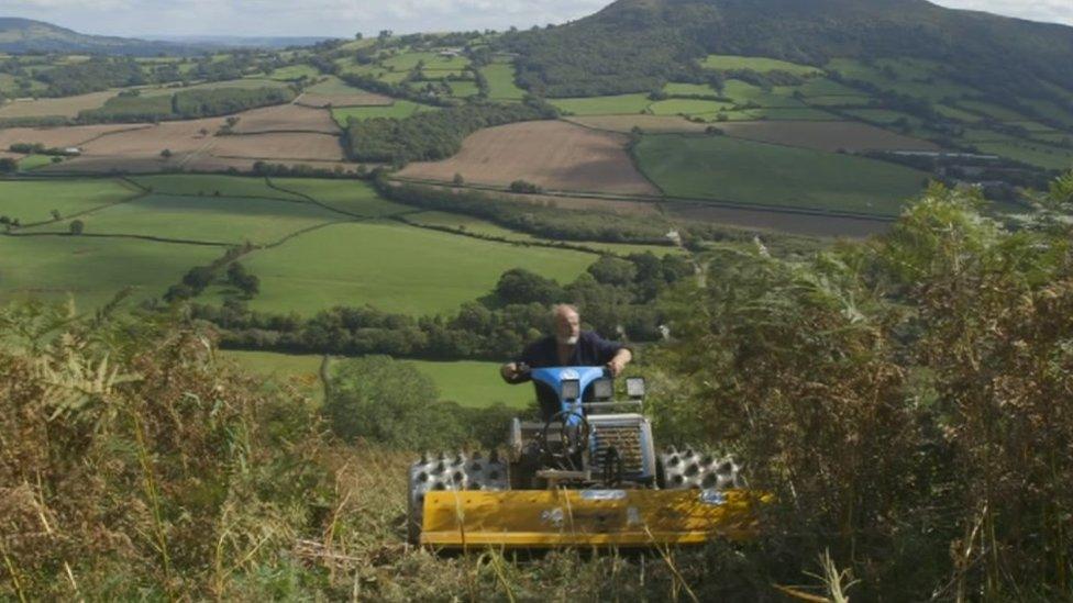 Keith mows the ferns