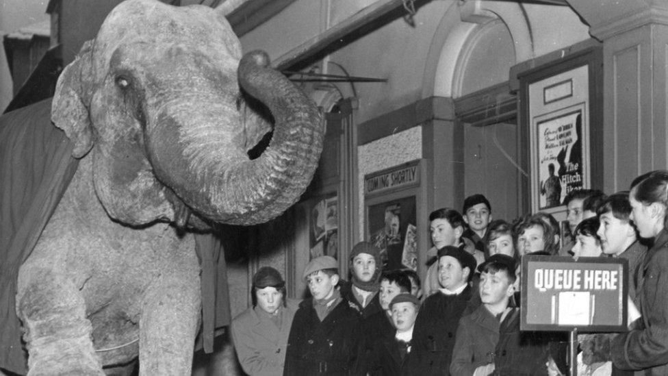 An elephant performs tricks outside the County Theatre, Hereford in the 1950s