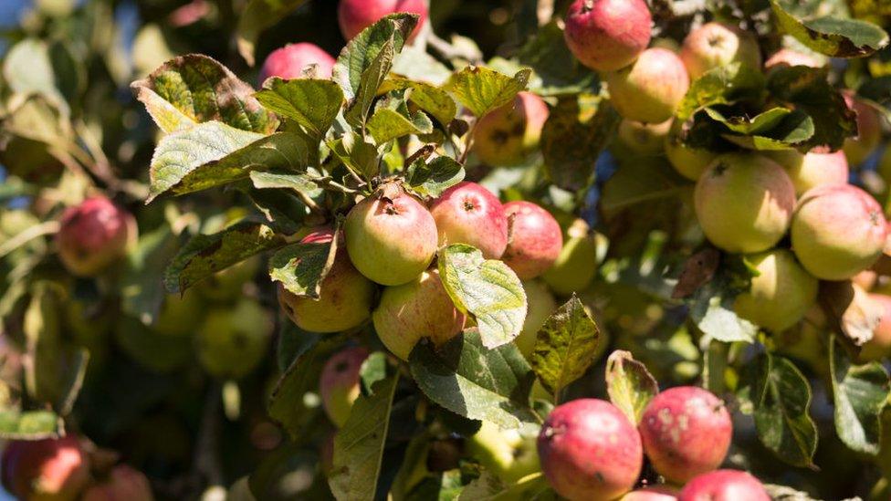 apple orchard